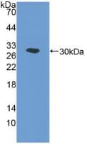 PTGS1 / COX-1 Antibody (aa367-599)