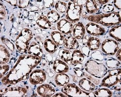 SRR / Serine Racemase Antibody (clone OTI7E8, Carrier-free)