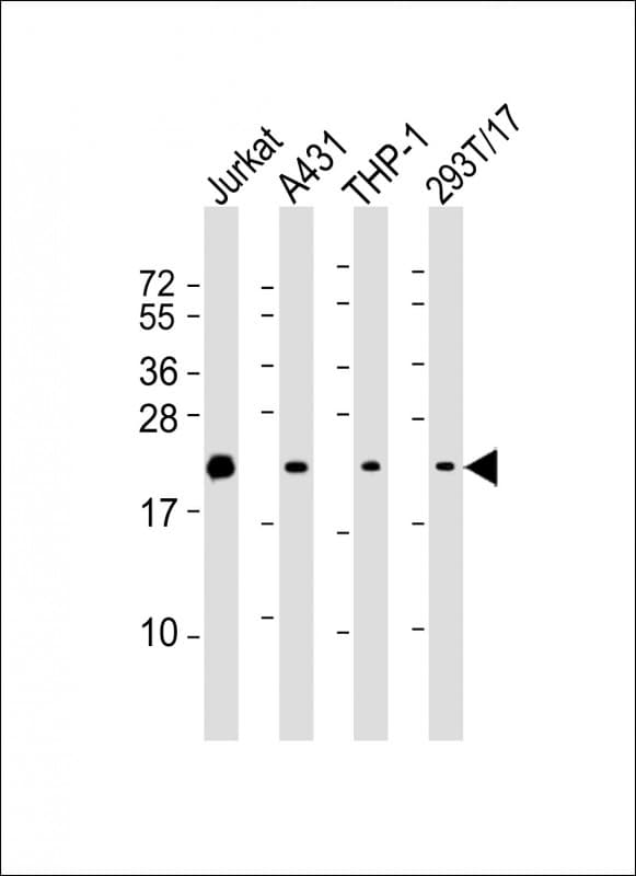 BID Antibody (clone 1519CT649.18.47)