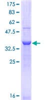 Human ITGA11 / Integrin Alpha 11 Protein (Recombinant GST, N-terminus)