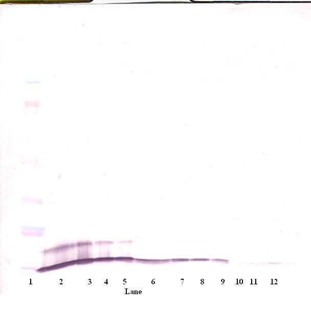 CXCL1 / GRO Alpha Antibody