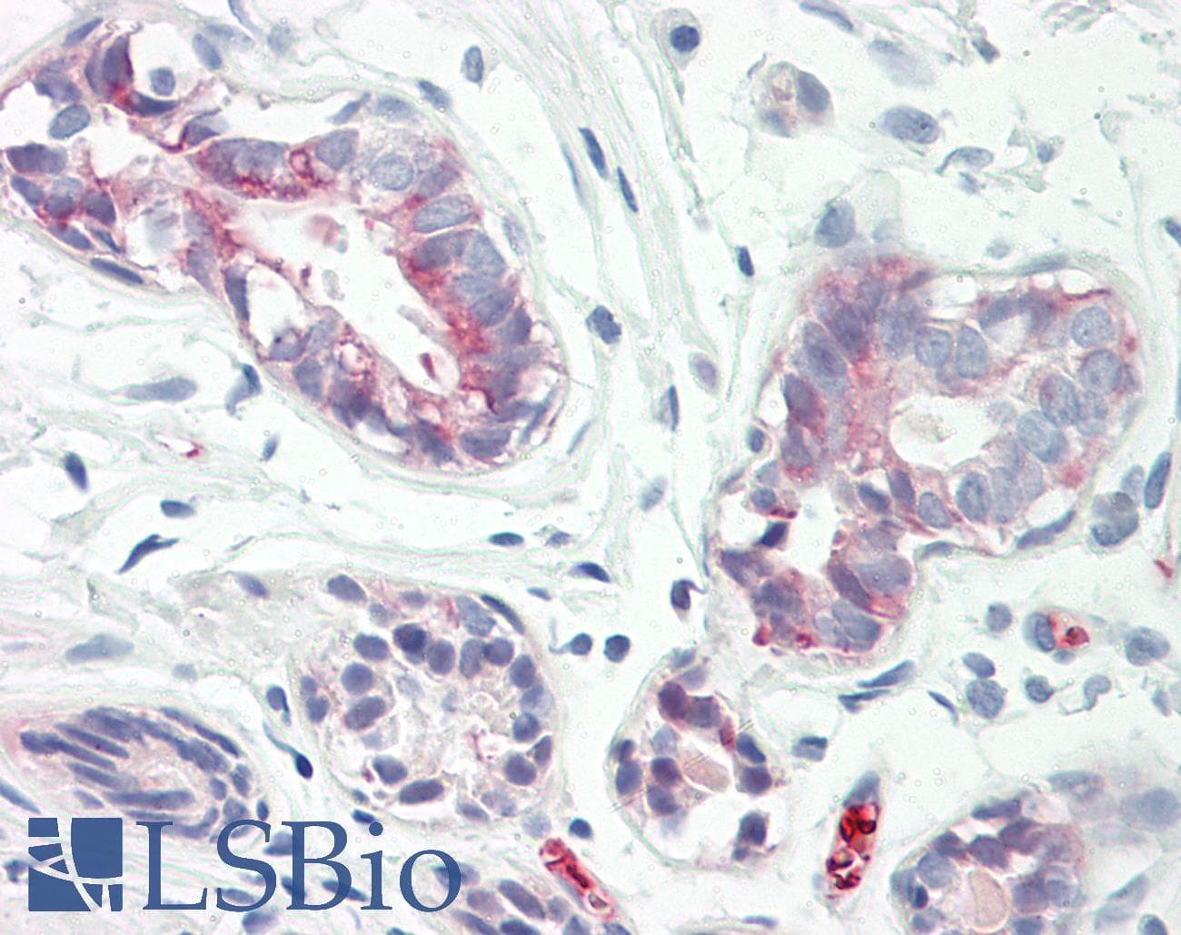 IHC-plus™ RAB34 Antibody (aa206-255)