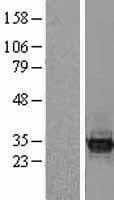 Human BCL7C Protein (Over-Expression Lysate Myc-DDK (Flag))