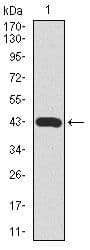 C-TAK1 / MARK3 Antibody (Amino Acid: 435-658, clone 2G12)