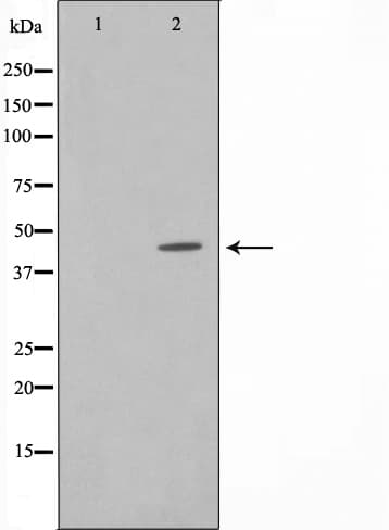 IRF4 Antibody
