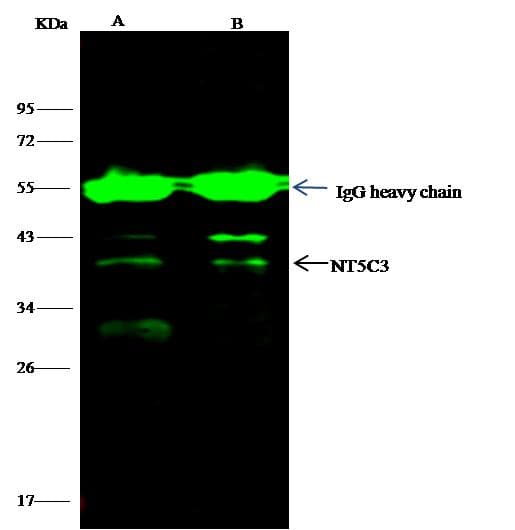 NT5C3A Antibody (clone 009, Preservative Free)