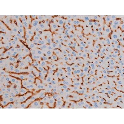 AKT1 Antibody (phospho-Ser124)