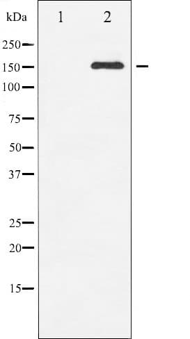 EGFR Antibody (phospho-Ser1071)