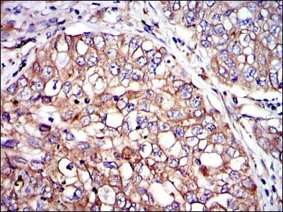 CRK Antibody (clone 3G11E8)