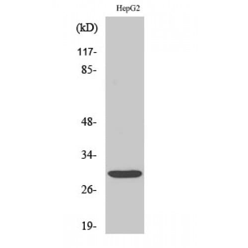Polyclonal Rabbit anti-Human MYF6 / MRF4 Antibody (90-170 aa, Internal, IHC, WB)