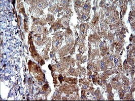 SHBG Antibody (clone OTI1A6, Carrier-free)