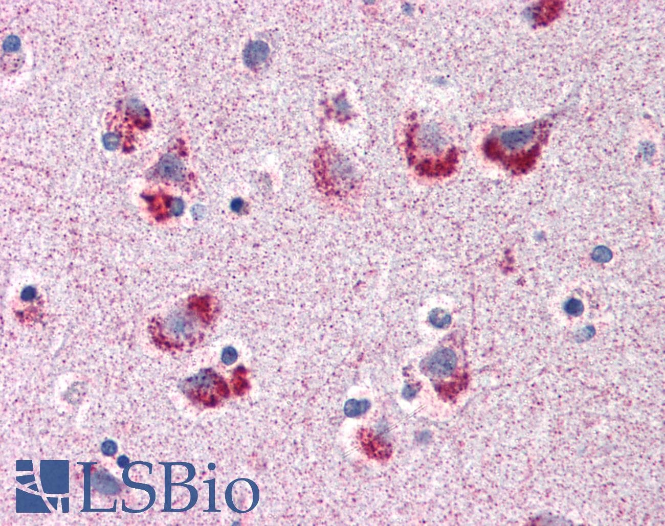 IHC-plus™ Polyclonal Rabbit anti-Human MAG Antibody (C-Terminus, IHC, IF, WB)