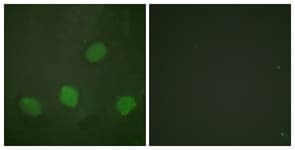 Polyclonal Rabbit anti-Human CREB1 / CREB Antibody (phospho-Ser142, IHC, IF, WB)