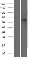 Human OR10H4 Protein (Over-Expression Lysate Myc-DDK (Flag))