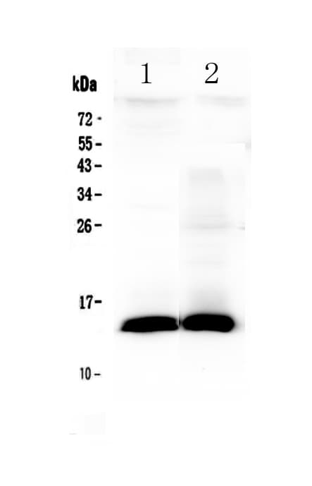 TFF2 / SP Antibody