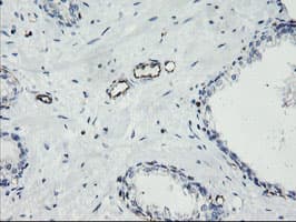 PECAM-1 / CD31 Antibody (clone OTI1G6)