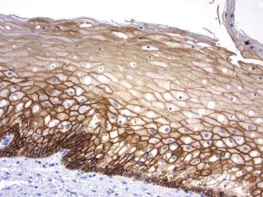 Monoclonal Mouse anti-Human CDH1 / E Cadherin Antibody (clone UMAB184, Carrier-free, IHC, IF, WB)