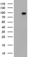 SF3A1 / SF3A120 Antibody (aa249-568, clone OTI1B5, Carrier-free)