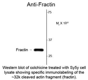 Fractin Antibody