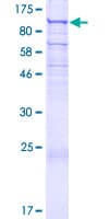 Human UNC45B Protein (Recombinant GST)