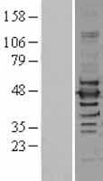 NF45 / ILF2 Protein (Over-Expression Lysate Myc-DDK (Flag))