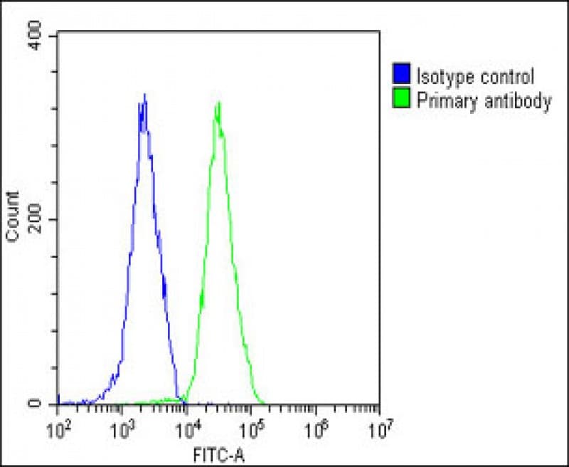 Polyclonal Rabbit anti-Human VAV2 Antibody (N-Terminus, WB)