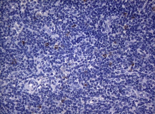 SEC14L1 Antibody (clone OTI3A6)