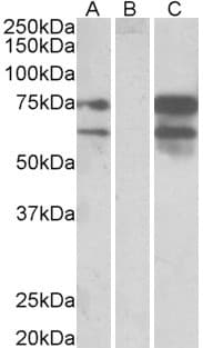 NRXN1 / Neurexin 1 Antibody (aa1524-1537)