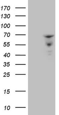 ZNF79 Antibody (clone OTI3D2, Carrier-free)