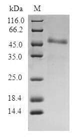 Human ITGB3BP Protein (Recombinant GST, N-terminus)
