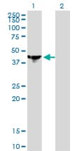 Monoclonal Mouse anti-Human NCK1 / NCK Antibody (clone 1A1, WB)