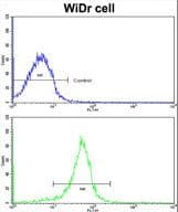 SLIM / FHL1 Antibody (aa214-240)