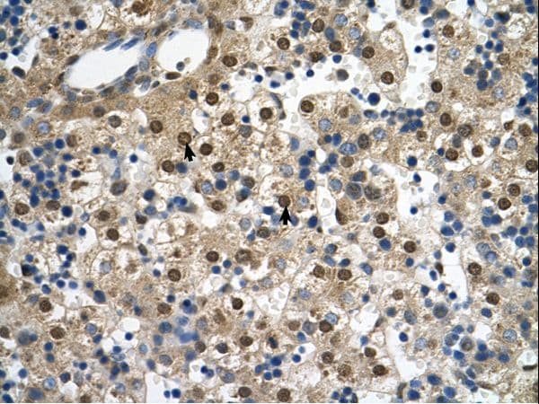 ERG1 / SQLE Antibody (aa451-500)