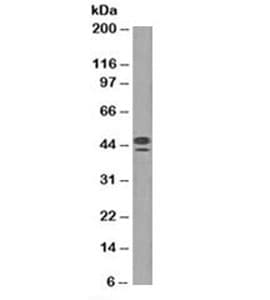 PathPlus™ CD63 Antibody (clone NKI/C3, Azide-free, BSA-free)
