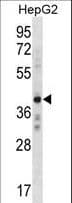 AEBP2 Antibody (aa482-508)