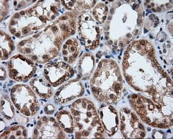 LIPG / Endothelial Lipase Antibody (clone OTI6E11)