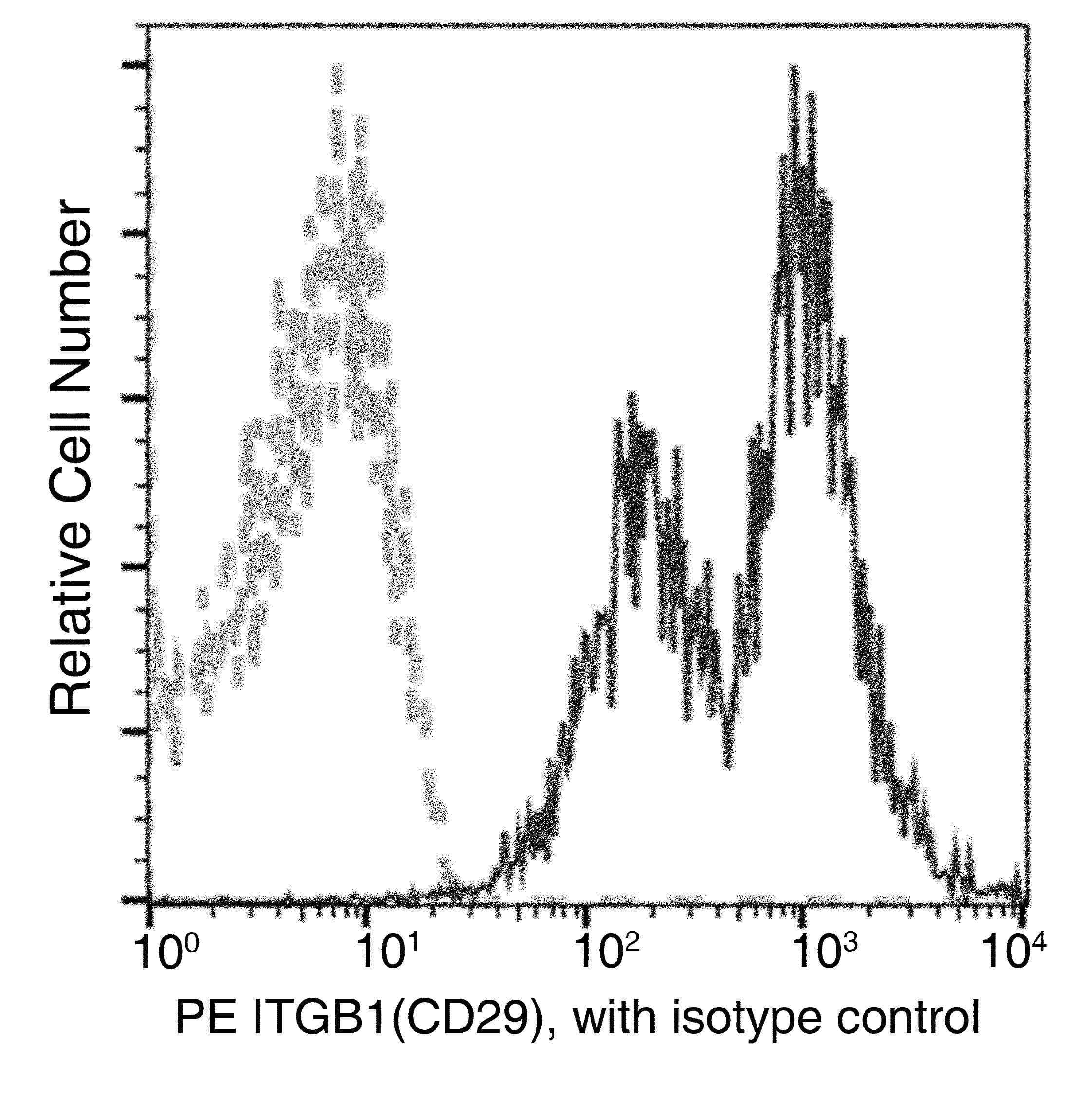 ITGB1 / Integrin Beta 1 / CD29 Antibody (clone 05, PE)