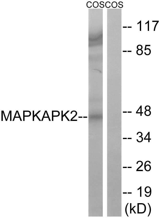 Polyclonal Rabbit anti-Human MAPKAPK2 / MAPKAP Kinase 2 Antibody (aa238-287, IHC, WB)