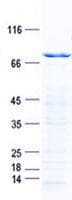 Human LW-1 / HSFX1 Protein (Recombinant GST, N-terminus + His, C-terminus)