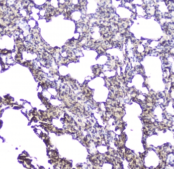 AQP5 / Aquaporin 5 Antibody