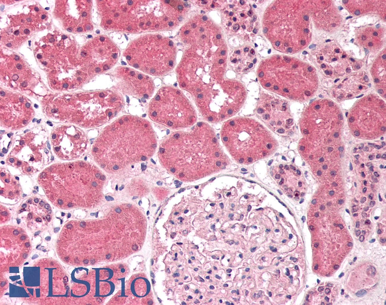 BAD Antibody