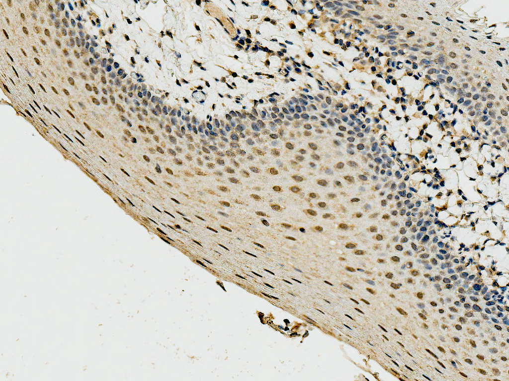 CCND3 / Cyclin D3 Antibody (APC)