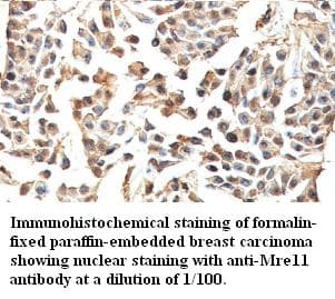 MRE11A / MRE11 Antibody