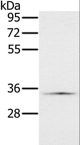 NDUFA9 Antibody