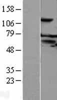 NXPE3 / FAM55C Protein (Over-Expression Lysate Myc-DDK (Flag))