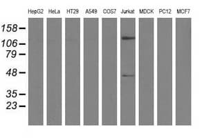 IHC-plus™ MICAL1 / MICAL Antibody (clone 2H1)