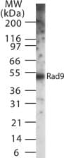RAD9A / RAD9 Antibody (clone 93A535)