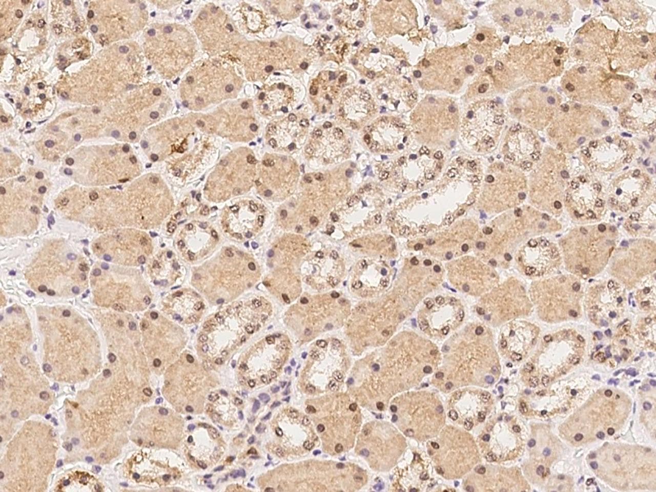 Polyclonal Rabbit anti-Human RBPMS / Hermes Antibody (IHC, IF)