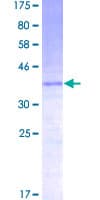 Human CCL21 / SLC Protein (Recombinant GST)