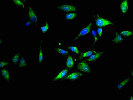 YWHAZ / 14-3-3 Zeta Antibody